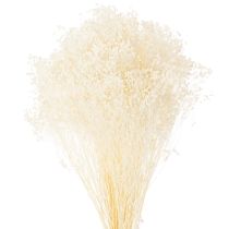 položky Broom Bloom Bleached Sušené květiny bílé s dlouhou trvanlivostí 100g