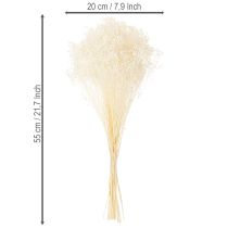 položky Broom Bloom Bleached Sušené květiny bílé s dlouhou trvanlivostí 100g