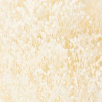 položky Broom Bloom Bleached Sušené květiny bílé s dlouhou trvanlivostí 100g