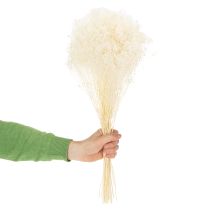 položky Broom Bloom Bleached Sušené květiny bílé s dlouhou trvanlivostí 100g