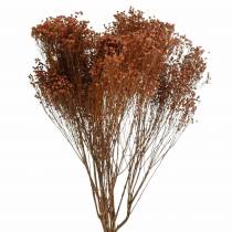 položky Sušené květiny Broom Bloom Brown 170g