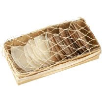 položky Disky Capiz v skořepinách z přírodního zlata 60 ks