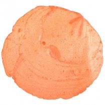 položky Capiz skořápky Capiz plátky perleťové plátky pomeranč 7,5–9,5 cm 300g