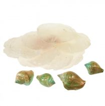 položky Capiz perleťová ulita perleťové plátky ulita mořského šneka zelená 3,5–9,5 cm 750g