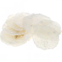 položky Námořní, mušle Capiz 5–10 cm, perleť, přírodní materiál 1 kg