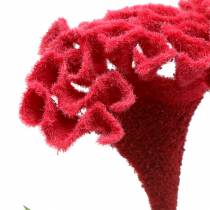Celosia cristata kohoutí hřeben červený 72cm