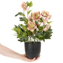 položky Umělá rostlina Helleborus v květináči, vánoční růže, pro domácí dekoraci, 50 cm