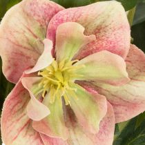 položky Umělá rostlina Helleborus v květináči, vánoční růže, pro domácí dekoraci, 50 cm