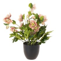 položky Umělá rostlina Helleborus v květináči, vánoční růže, pro domácí dekoraci, 50 cm