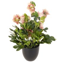 položky Umělá rostlina Helleborus v květináči, vánoční růže, pro domácí dekoraci, 50 cm