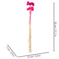 položky Kytice sušených květin Craspedia pro květinářství, 55 cm, 20 kusů