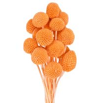 položky Craspedia bělené sušené květy oranžové 50-55cm 20ks