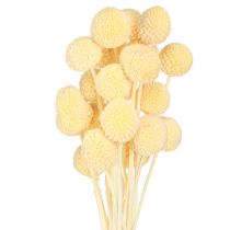 položky Craspedia barvené paličky krémové 50-55cm 20ks