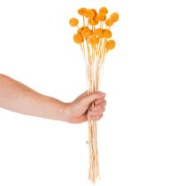 položky Kytice sušených květin Craspedia 55cm 20ks