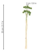 položky Sušené květinové kuličky z kraspedie pro stylové podzimní dekorace, 55 cm, 20 kusů