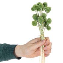 položky Sušené květinové kuličky z kraspedie pro stylové podzimní dekorace, 55 cm, 20 kusů