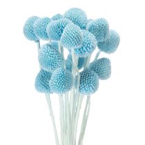 položky Dekorace ze sušených květin Craspedia do vázy, minimalistický styl, dlouhotrvající letní dekorace, 55 cm, 20 kusů