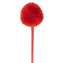 položky Sušené květy Craspedie, barvené, s dlouhými stonky, 55 cm, 20 kusů