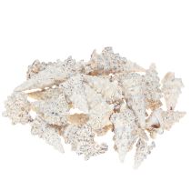 položky Ozdobné šnečí ulity černobílé, ulita přírodní dekorace 1kg