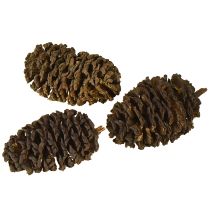 položky Dekorační šišky z olšového dřeva přírodní na zdobení 3-4 cm 200 g