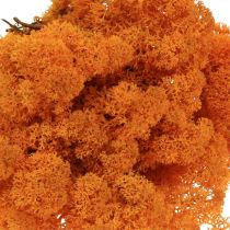 Deco Moss Orange Pravý mech pro ruční práce Sušený, barevný 500g