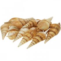 Deco ulita námořního šneka špičatá 1kg