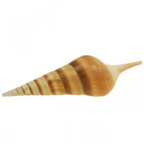 Deco ulita námořního šneka špičatá 1kg