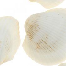 Deco Shell White Skutečné mušle v rafiové síti deco maritime 400g