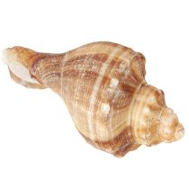 položky Mušle Dekorativní krémově hnědé pruhované 3cm–8cm 300g