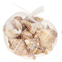 položky Mušle Dekorativní krémově hnědé pruhované 3cm–8cm 300g