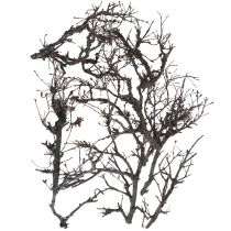 položky Deko větve bonsajové dřevo deko větve 15-30cm 650g