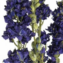 Sušené delphinium, suché květinářství, delphinium blue L64cm 25g