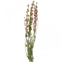 Sušený květ delphinium, delphinium pink, sušené květy L64cm 25g