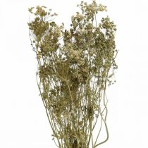 Sušené květiny kopr příroda suchá floristika 50cm 20p