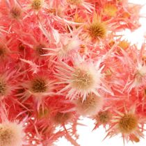 položky Sušená deko větev bodláku Dusty růžové sušené květy 100g
