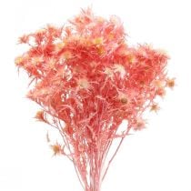 Sušená deko větev bodláku Dusty růžové sušené květy 100g