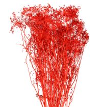 položky Sušené květy Umbellifera červené 70 cm 150 g