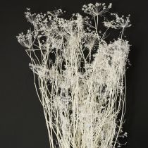 položky Sušené květy Umbellifera bílé 70-80cm 150g