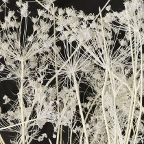 položky Sušené květy Umbellifera bílé 70-80cm 150g