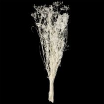 položky Sušené květiny Umbellifera (Umbellifera) bílé 70-80 cm 150 g