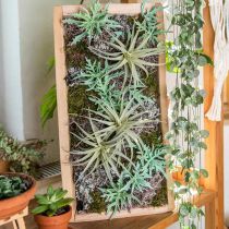 Echeveria 33cm světle zelená
