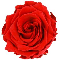 položky Pravé růžové hlávky Infinity Roses Red Premium Ø8,5cm 4 ks