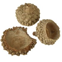 položky Přírodní ozdobné žaludy na tvoření, 1,5 cm, 200 g