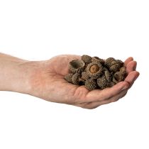 položky Přírodní žaludy, dekorativní misky na podzim a advent, 2 cm, 300 g
