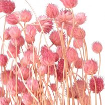 položky Dekorace ostropestřec jahodový starorůžové sušené květy růžové 50cm 100g