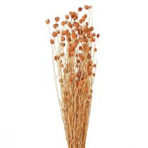 položky Ostropestřec jahodový sušené květy bodlák dekorace terakota 68cm 85g