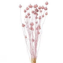 položky Jahodový bodlák suchý dekorace bodlák světle růžový 58cm 65g