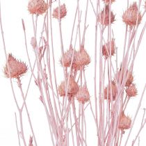 položky Jahodový bodlák suchý dekorace bodlák světle růžový 58cm 65g