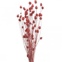 Sušené květiny Ostropestřec sušený Ostropestřec jahodový světle růžový 100g