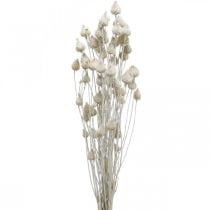 Sušené květy Ostropestřec bílý sušený Ostropestřec jahodový barevný 100g